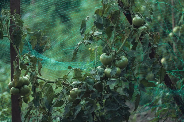 Πράσινη Ντομάτα Βιολογικό Λαχανόκηπο Καλλιέργεια Σπιτικής Τροφής — Φωτογραφία Αρχείου