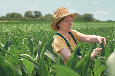 Female farmer standing in corn field and examining crops, woman farm worker in maize plantation clipart