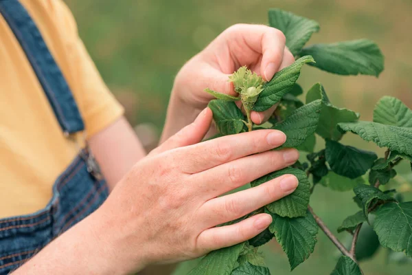 Kadın Çiftçi Organik Meyve Bahçesinde Fındık Meyvesini Inceliyor Yerel Üretim — Stok fotoğraf