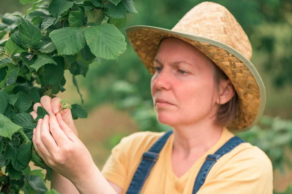 Agricultora Examinando Frutos Avellana Huerto Orgánico Concepto Productos Cultivados Localmente — Foto de Stock