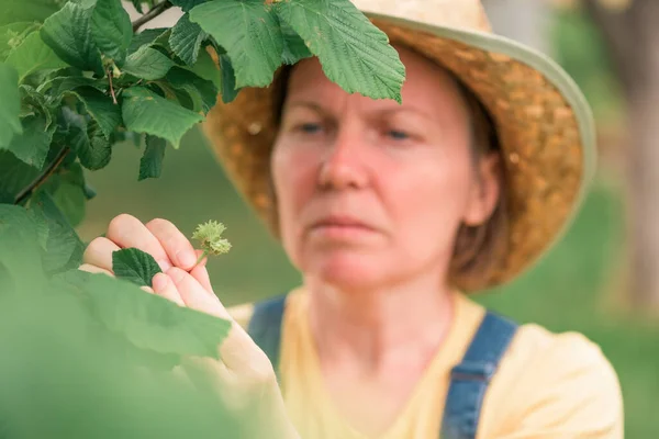 Agricultora Examinando Frutos Avellana Huerto Orgánico Concepto Productos Cultivados Localmente — Foto de Stock