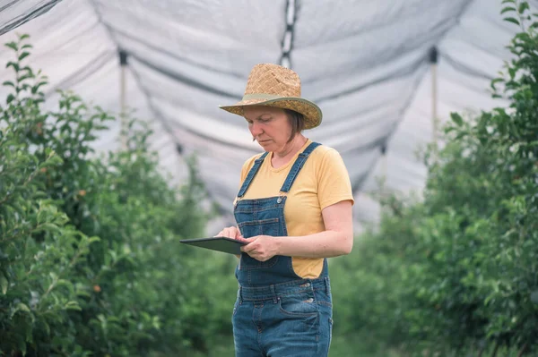 Agricultora Usando Tableta Computadora Huerto Frutas Manzana Orgánica Tecnología Innovadora —  Fotos de Stock