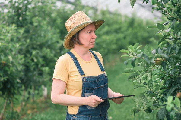 Agricultora Usando Tableta Computadora Huerto Frutas Manzana Orgánica Tecnología Innovadora — Foto de Stock