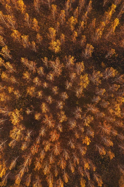 Floresta Cottonwood Outono Foto Drone Vista Superior — Fotografia de Stock