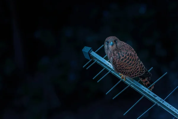 夜に周囲の都市のテレビの空中で一般的なケストレル鳥 高角度ビュー — ストック写真