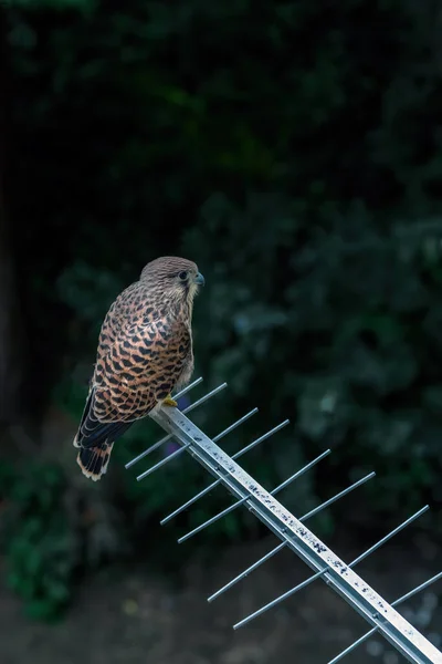 Κοινό Πουλί Kestrel Στην Κεραία Τηλεόρασης Στο Αστικό Περιβάλλον Νύχτα — Φωτογραφία Αρχείου