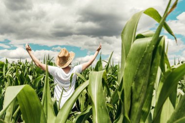 Başarılı kadın tarım çiftçisi. Elleri havada, ekili yeşil mısır tarlasında. Ekinlerinin şu anki durumundan memnun olduğunu ifade ediyor.