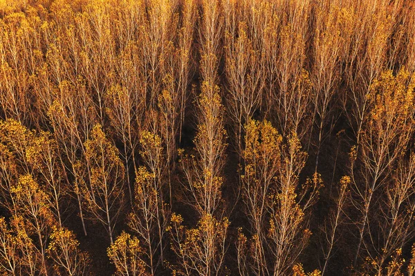 Vista Aérea Floresta Álamo Pôr Sol Outono Belas Folhas Laranja — Fotografia de Stock