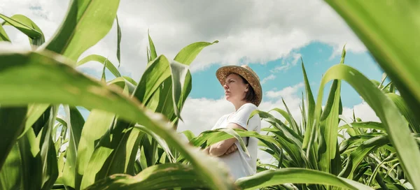 Farmářka Hledící Zelené Kukuřičné Pole Létě Žena Agronomka Slamákem Stojící — Stock fotografie
