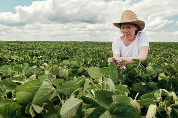 Kvinnlig Bonde Agronomen Undersöker Sojabönor Växter Odlade Fält Kvinnlig Lantarbetare — Stockfoto