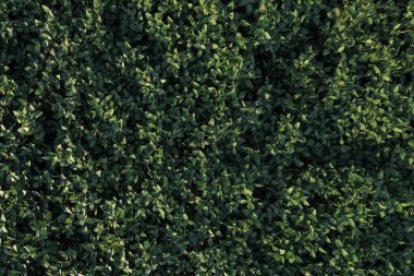 İHA pov 'dan yeşil olgunlaşmamış soya tarlasının yukarıdan aşağıya hava görüntüsü.