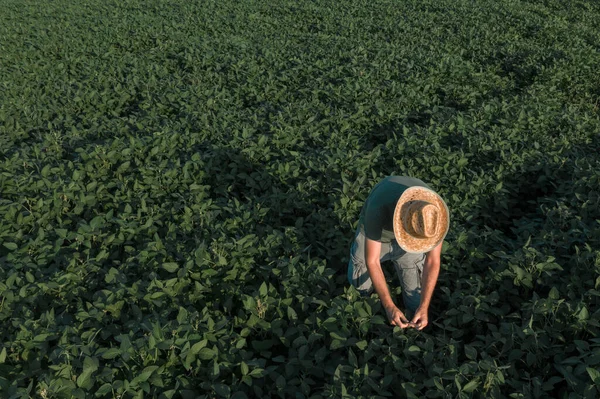 Vista Aérea Agricultor Soja Que Trabalha Campo Partir Pontos Vista — Fotografia de Stock