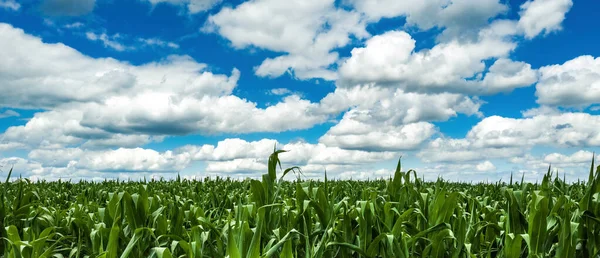 Maïsveld Onder Blauwe Lucht Met Witte Wolken Gekweekte Maïsplantage Met — Stockfoto