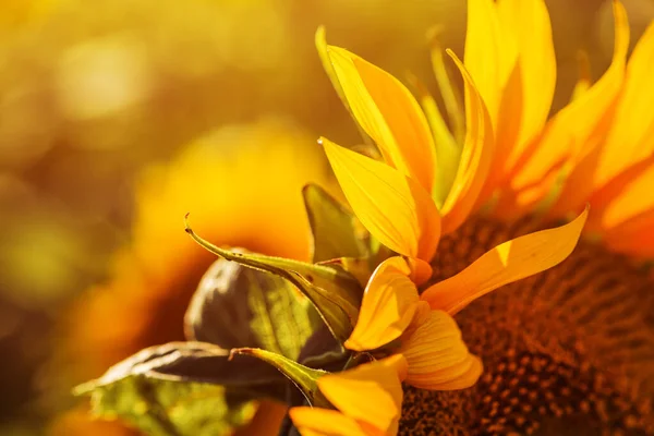 Primer Plano Las Cabezas Girasol Florecientes Campo Cultivado Tarde Soleada —  Fotos de Stock