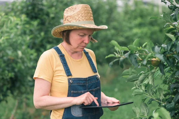 Agricultora Usando Tableta Computadora Huerto Frutas Manzana Orgánica Tecnología Innovadora —  Fotos de Stock