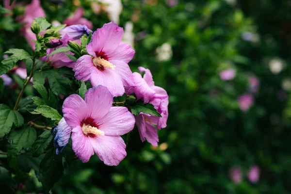 Pembe Çin Amber Çiçeği Seçici Bir Odak Noktasıyla Kapat — Stok fotoğraf