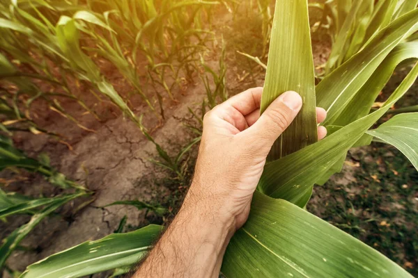 男农民农艺师触摸未成熟的绿色玉米作物叶子 女农业工人检查耕地 手拉手 — 图库照片