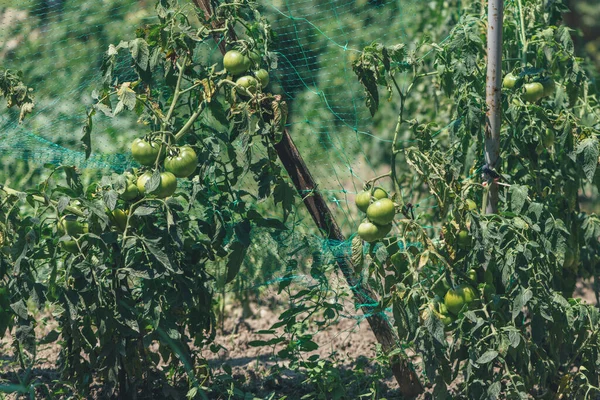 Tomate Verde Huerta Ecológica Cultivando Comida Casera — Foto de Stock