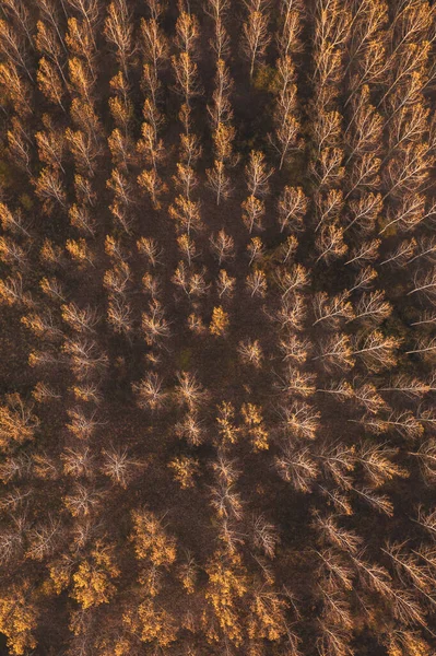 ドローンポフからの秋のポプラの木の森のトップビュー 落葉樹林の森林面積の空中ビュー — ストック写真