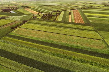 Dron pov 'dan ekilmiş mısır tarlaları ve ayçiçeği ekinleriyle güzel, düz arazi manzarası.