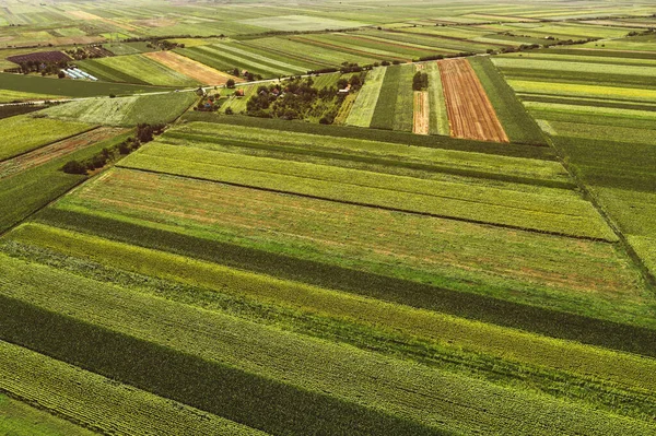 Veduta Aerea Bellissimo Paesaggio Pianeggiante Con Campi Coltivati Mais Girasole — Foto Stock