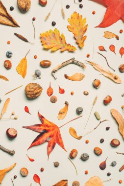 Düz sonbahar dekorasyonu, arka plan için yaprak ve dalların üst görünümü