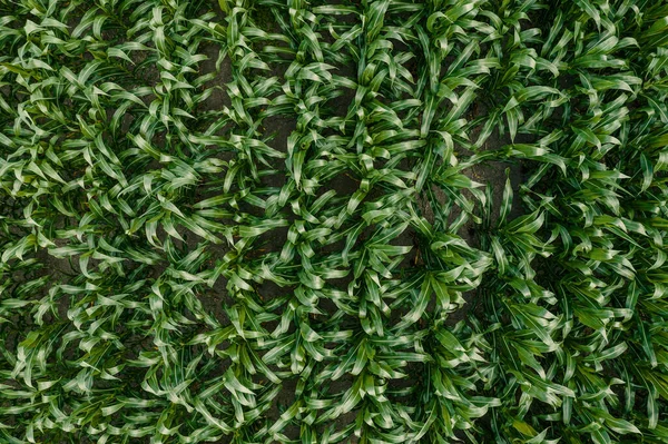 夏に緑の熟れていないトウモロコシ畑の上からのドローン撮影 トウモロコシのプランテーションの真上の眺め — ストック写真