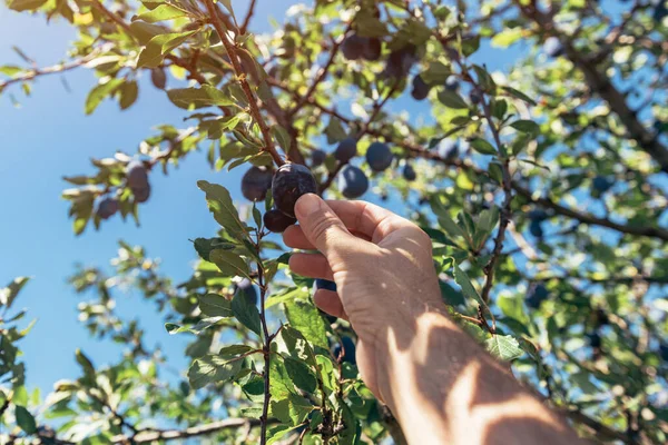Meyve Bahçesindeki Daldan Olgun Erik Ağacı Toplayan Çiftçi Seçici Odak — Stok fotoğraf