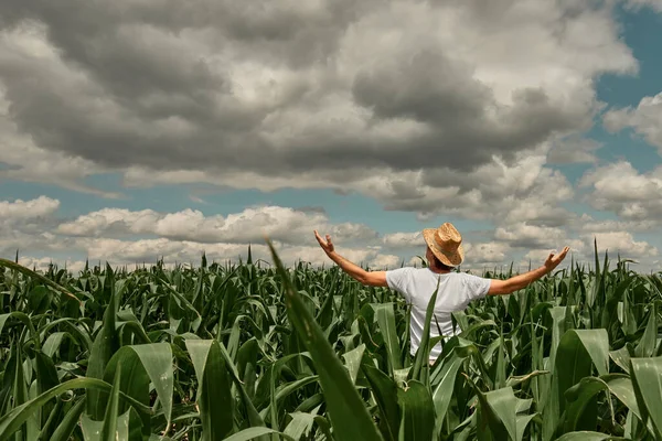 成功的男性农艺师农民 手举着手在种植的绿玉米田里对自己的作物现状表示满意 — 图库照片