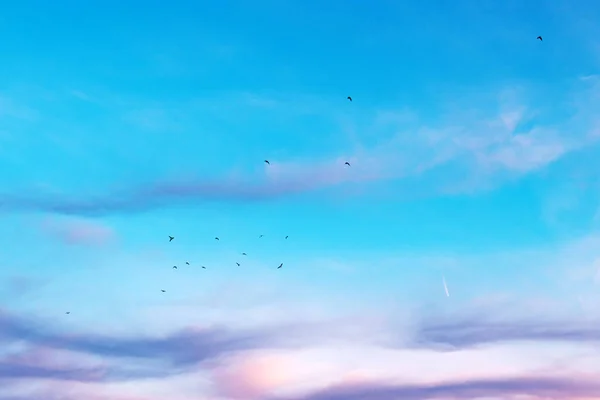 Sekelompok Burung Camar Terbang Langit Matahari Terbenam Berwarna Warni Siluet — Stok Foto