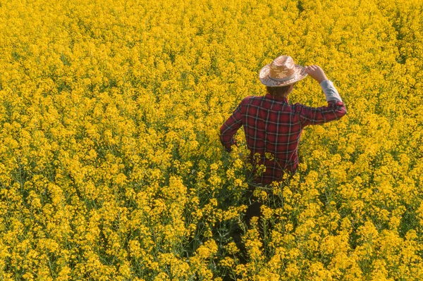 Agricultor Colza Oleaginosa Mirando Sobre Campo Cultivado Flor Vista Ángulo — Foto de Stock