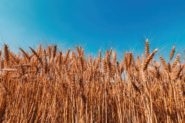 Збирання Готового Врожаю Пшениці Влітку Вибіркове Зображення Фокусу Блакитним Небом — стокове фото
