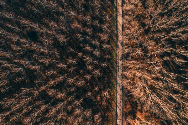 Vista Aérea Camino Vacío Través Del Bosque Madera Algodón Vista —  Fotos de Stock