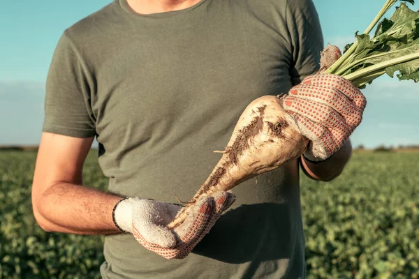 Mannelijke Boer Poserend Suikerbietenveld Beta Vulgaris Teelt — Stockfoto