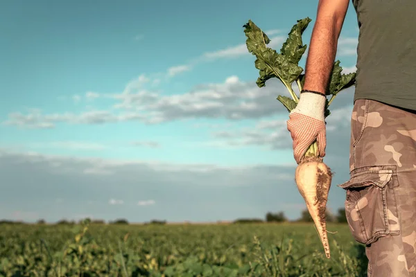 Mannelijke Boer Poserend Suikerbietenveld Beta Vulgaris Teelt — Stockfoto