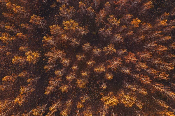 秋のコットンウッドの森 トップビュードローンの写真 — ストック写真