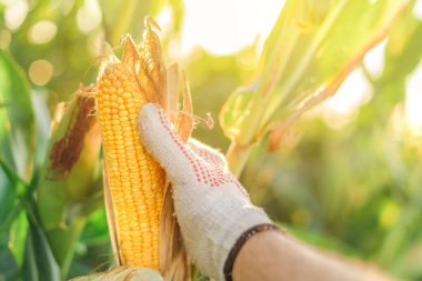 Çiftçi mısırları seçici bir dikkatle topluyor.