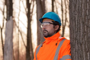 Aspen ağacı ormanında ormancılık planlama teknisyeni, ağaç bakımı uzmanı portresi