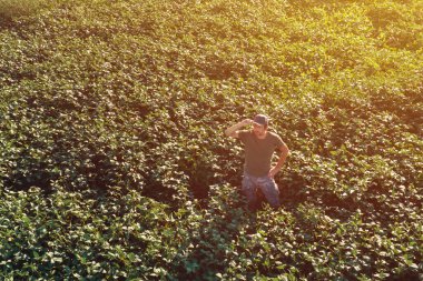 Soya fasulyesi çiftçisinin günbatımında tarlada dikilip ekinlere bakarken görüntüsü.