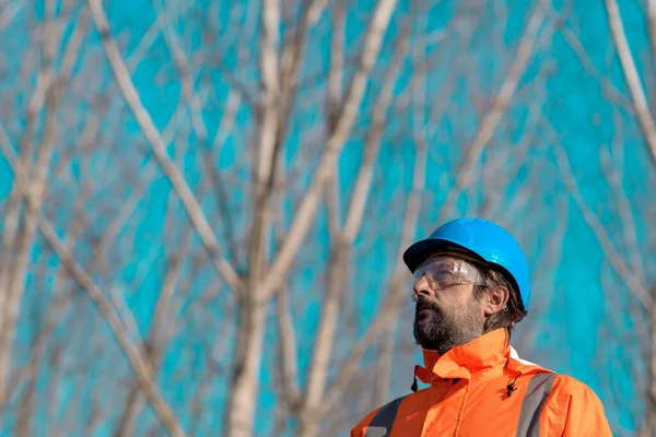 Technicien Forestier Regardant Cime Des Arbres Forêt Peupliers Faux Trembles — Photo