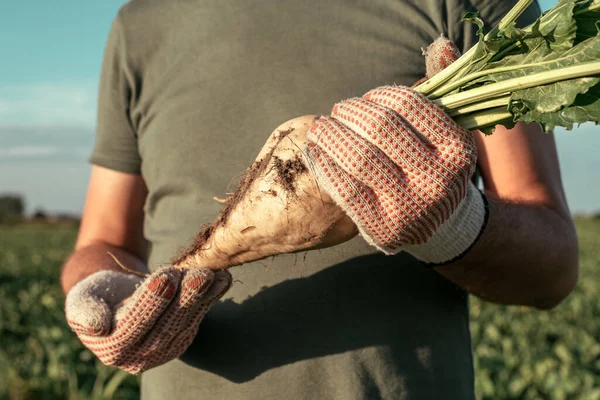 Männlicher Bauer Posiert Auf Einem Zuckerrübenfeld Beim Anbau Von Beta — Stockfoto