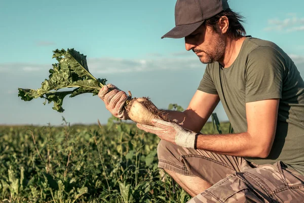 Şeker Pancarı Tarlasında Poz Veren Erkek Çiftçi Beta Vulgaris Ekimi — Stok fotoğraf