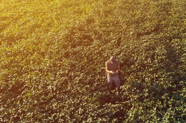 Agricultura Inteligente Soja Agricultor Usando Drone Produção Agrícola Cultivo Leguminosas — Fotografia de Stock