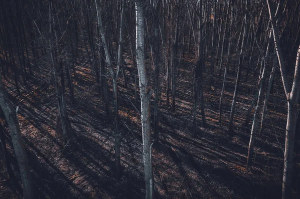 杨树林的轮胎痕迹痕迹 从无人地带看高角线 — 图库照片