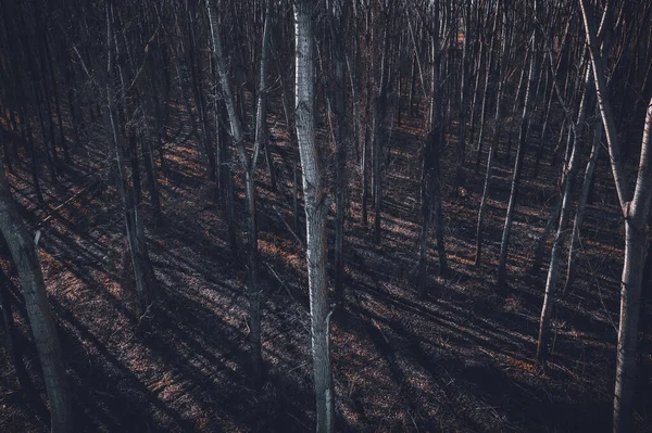 Marcas Rodadura Pista Neumáticos Bosque Álamo Vista Ángulo Alto Desde —  Fotos de Stock