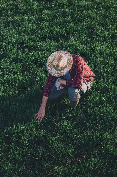 Пшеничный Фермер Анализирующий Развитие Сельскохозяйственных Культур Взрослый Работник Фермы Проверяющий — стоковое фото