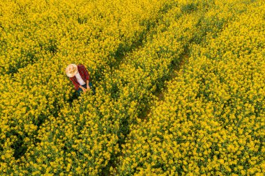 Kolza tohumu tarlasını inceleyen çiftçinin hava görüntüsü, tarım işçisi drone pov 'dan ekin kontrol konseptine.