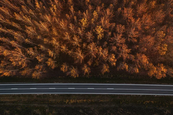 無人機Povからの空の道路や秋のポプラの綿の森の空中ビュー — ストック写真