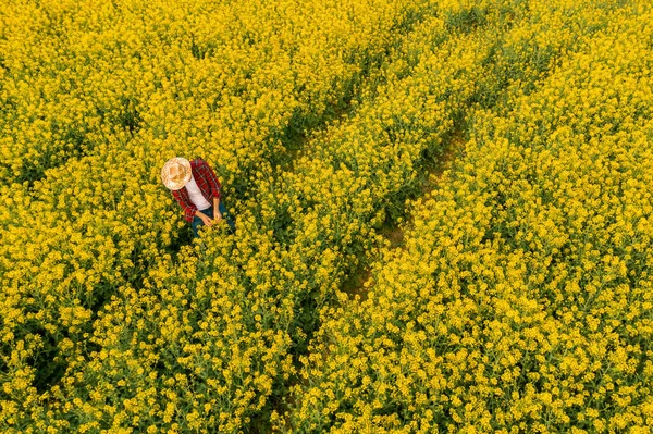 Kolza Tohumu Tarlasını Inceleyen Çiftçinin Hava Görüntüsü Tarım Işçisi Drone — Stok fotoğraf