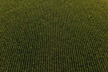 Dron pov 'dan yeşil mısır tarlasının havadan görünüşü, yüksek açılı mısır tarlası manzarası.